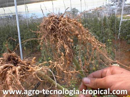 Los nemátodos proliferan cuando hay exceso de agua en el suelo o sustrato